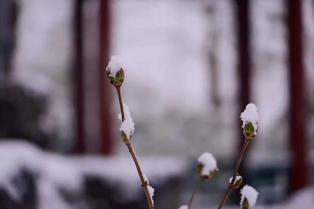 春雪一来，北京就更美了！