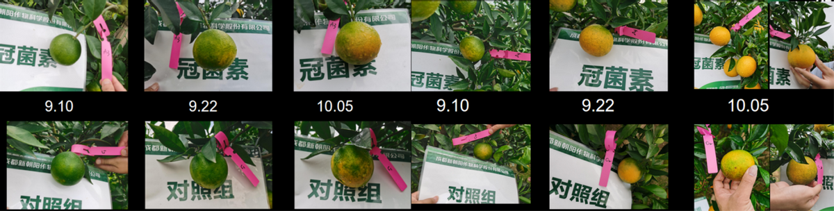 号称第七类植物调节剂的冠菌素，究竟能带给我们什么？
