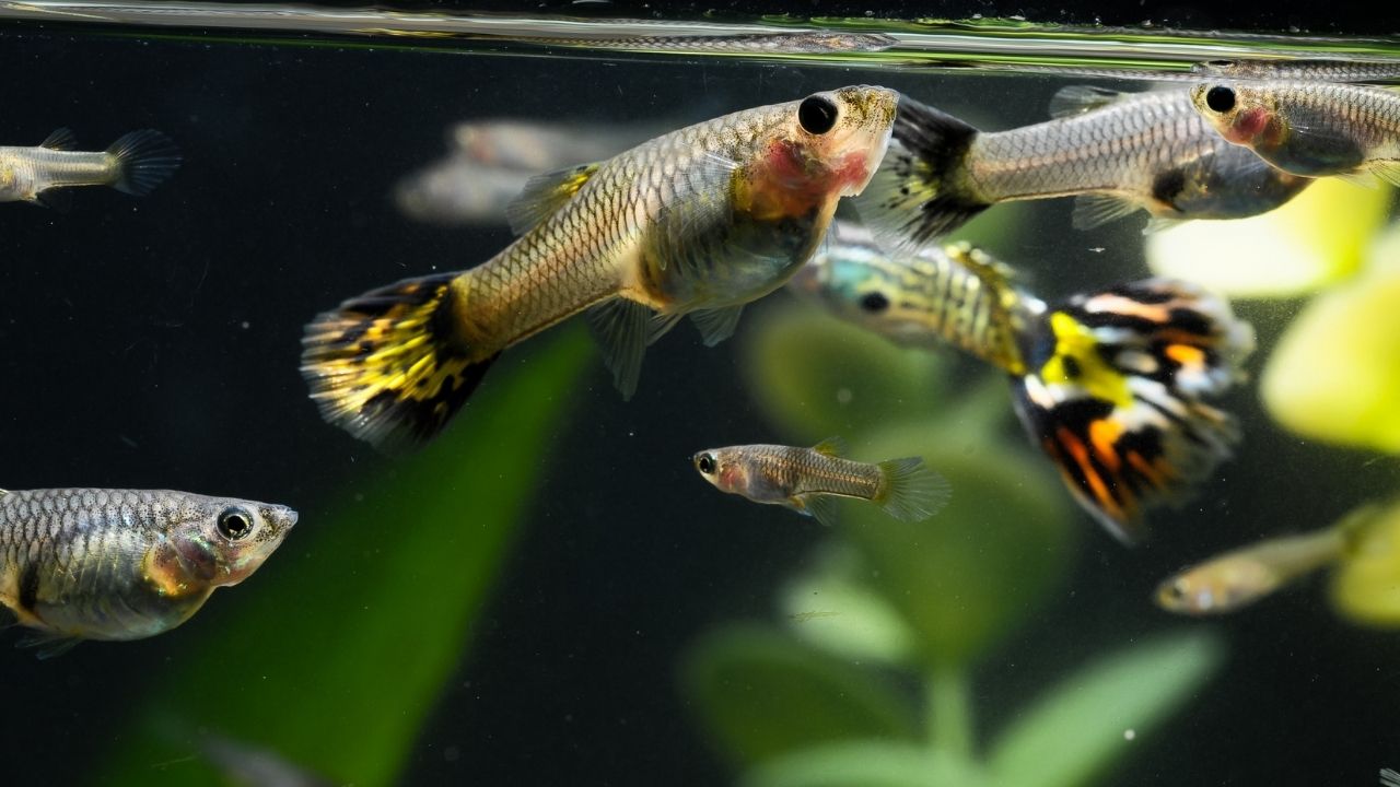 不同孔雀鱼杂交后图片(如何繁殖孔雀鱼) - 赤虎壹号