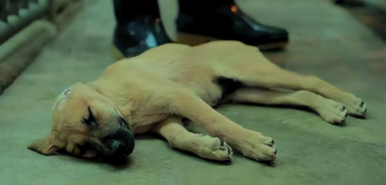 2016年，台湾女孩给700只狗安乐死后，将最后一针给了新婚的自己