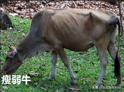 外购瘦弱牛或牛犊短时间育肥的诀窍，每头牛三个月赚3千很容易