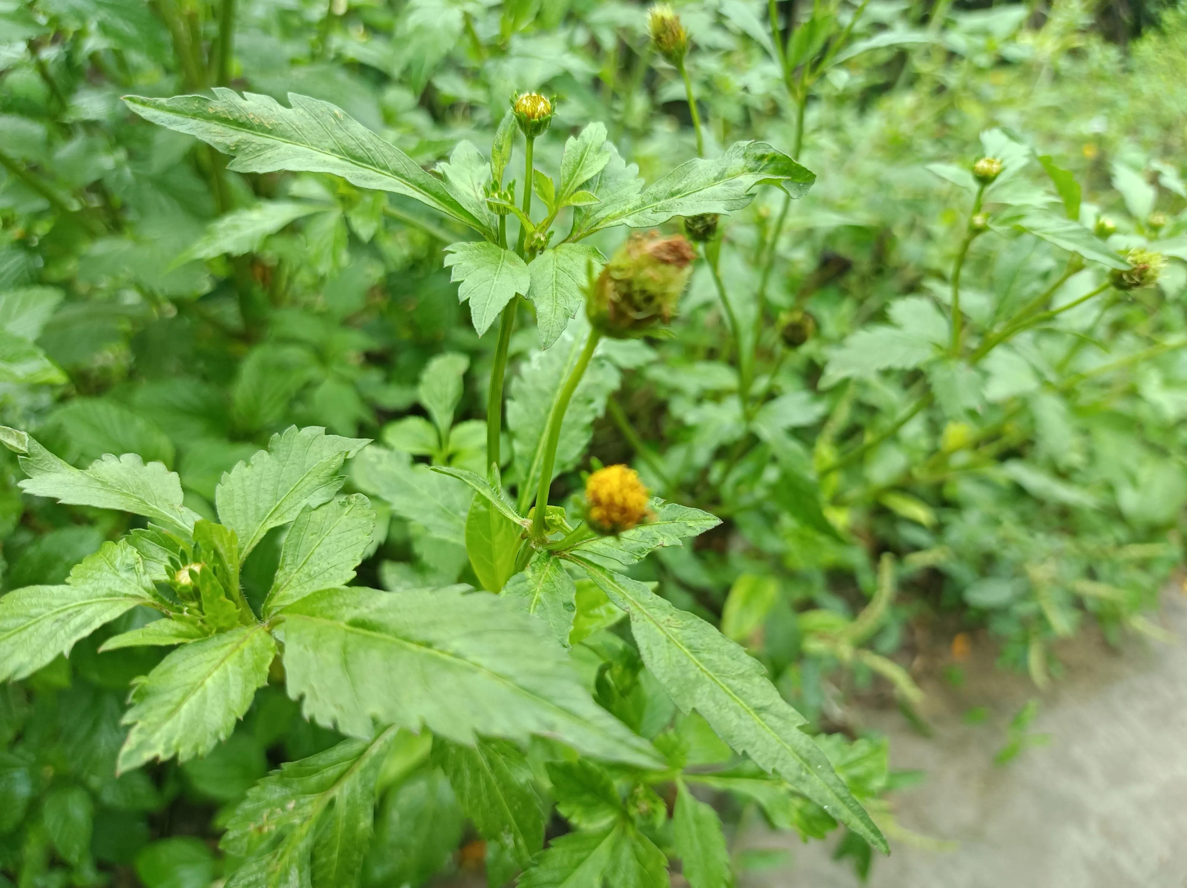 粘身草的作用与药用,粘身草有哪些药用价值