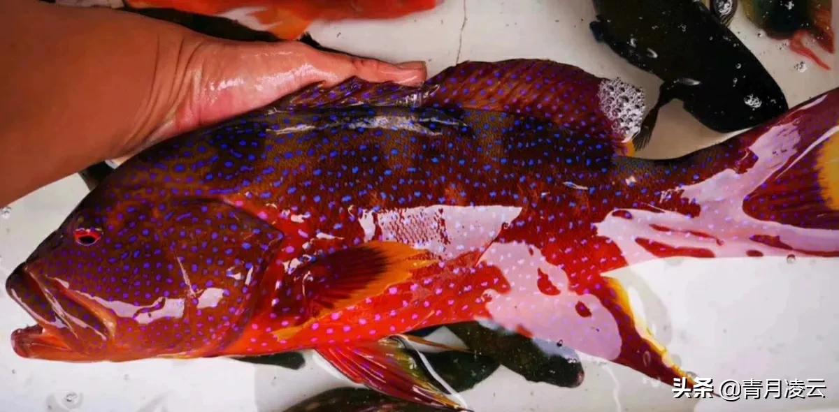 三亚青衣鱼多少钱一斤(海鲜) - 价格百科