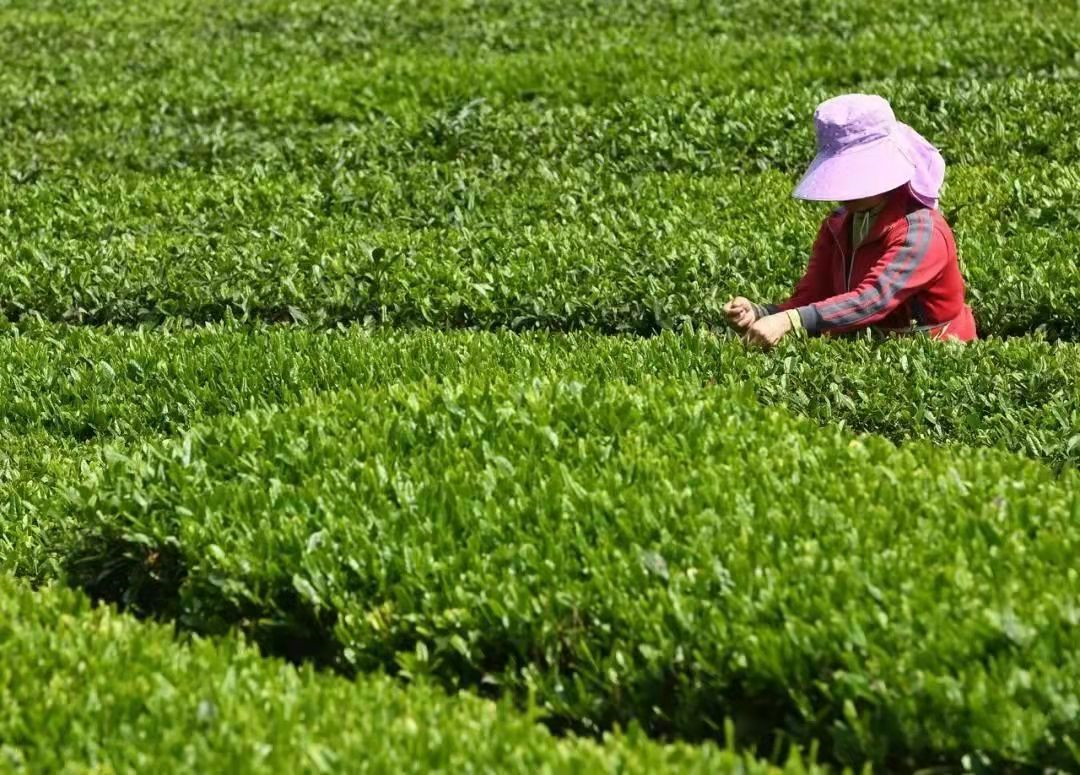 紧握乡村振兴接力棒：开启湖北蕲春檀林镇茶香茶旅融合新征程