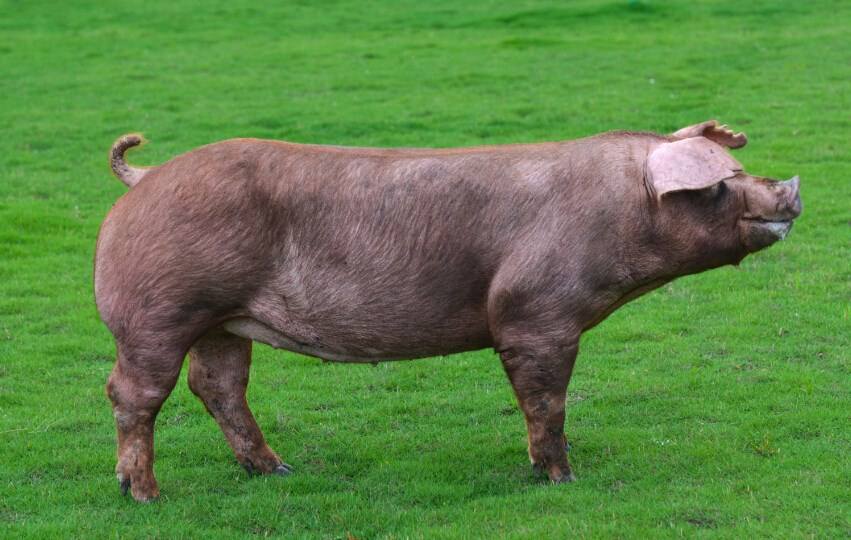 国内常见猪的种类,有些特能生,有些特能长,你都认识吗?