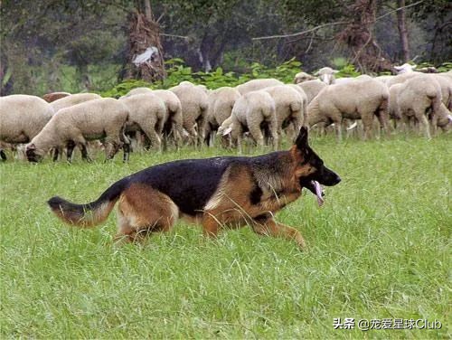 百科 | 德国牧羊犬，会用生命来保家卫国的硬汉萌犬