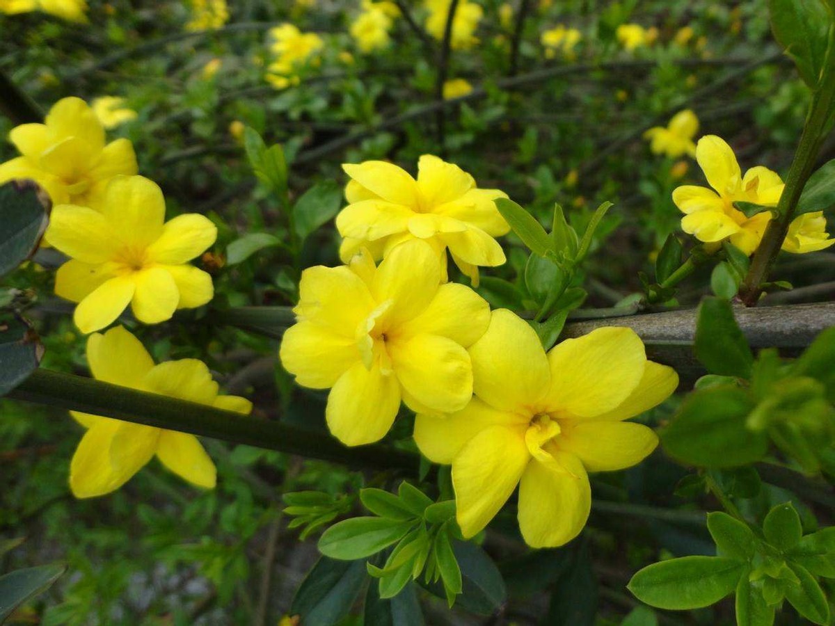 云南黄馨是什么颜色(云南黄馨野生的迎春花)