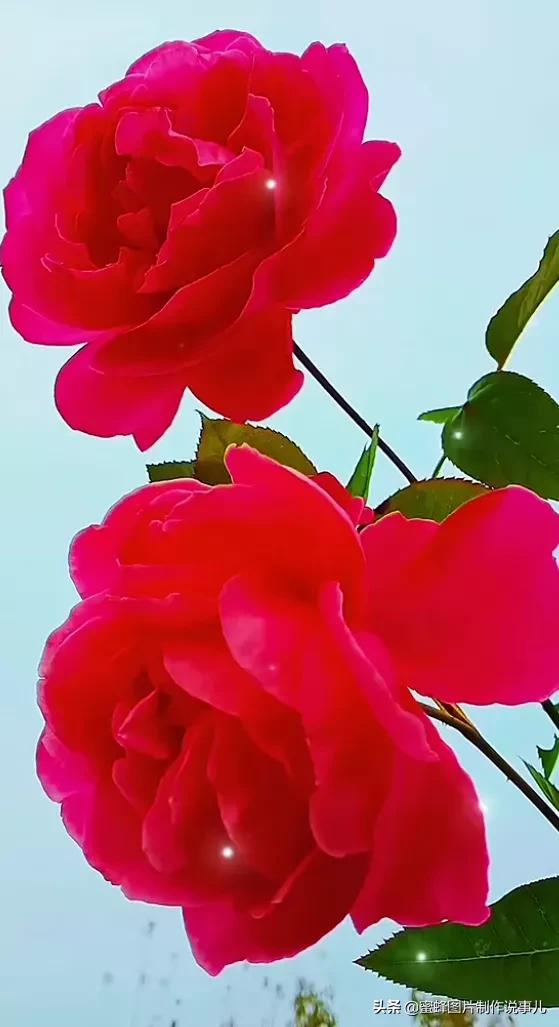 一束鲜花醉了蓝天,美了春天