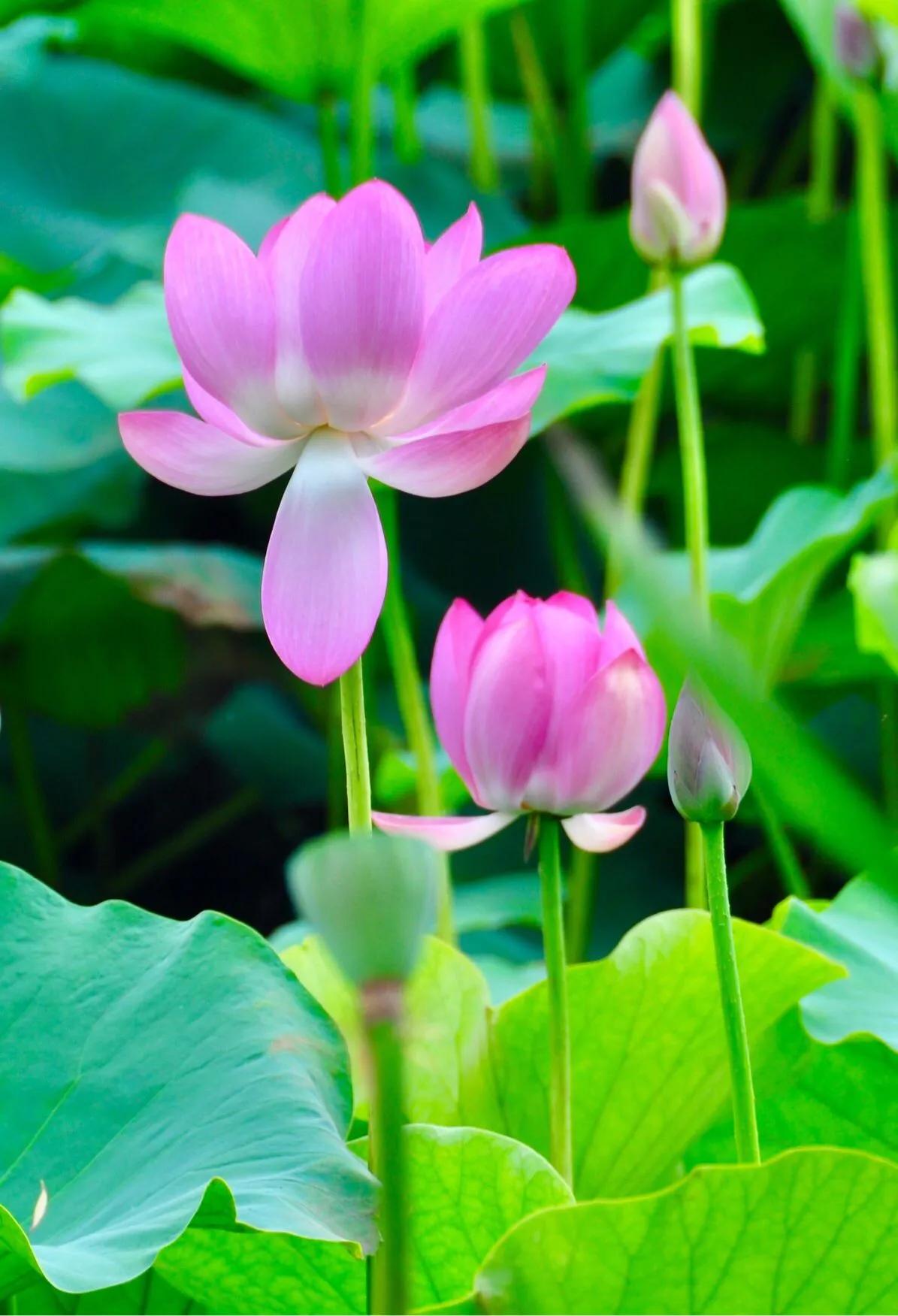 什麼的荷花四字詞語 比喻荷花美的詞語 - 汽車時代網