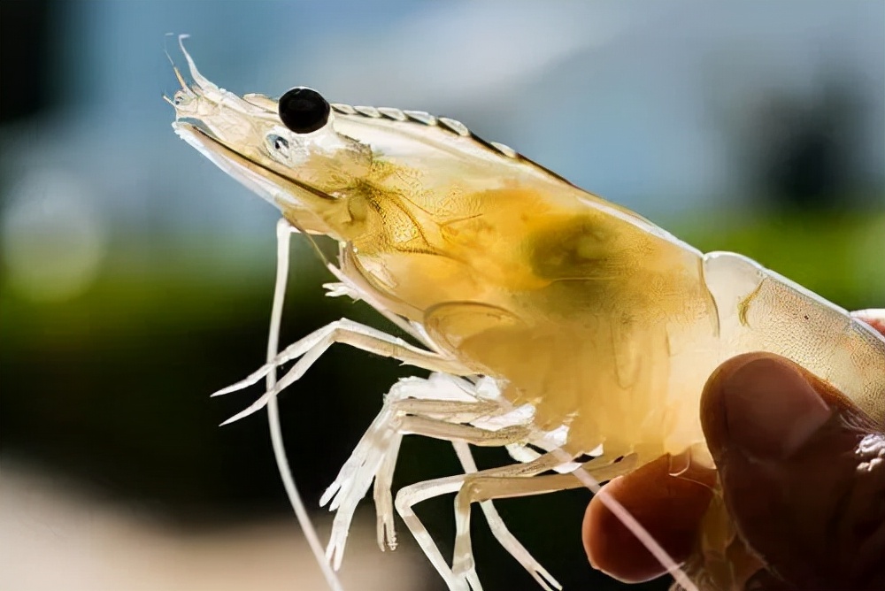 对虾养殖：弧菌和肝胰腺之间的较量