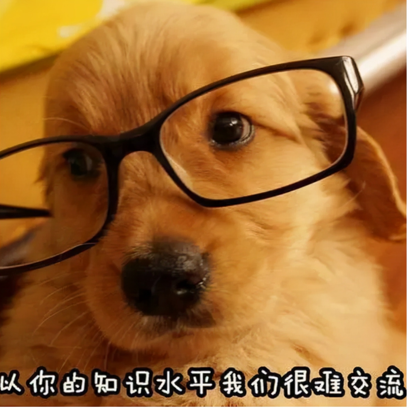 挑选宠物小课堂：聪明狗、笨狗一览表，遛狗不踩雷！