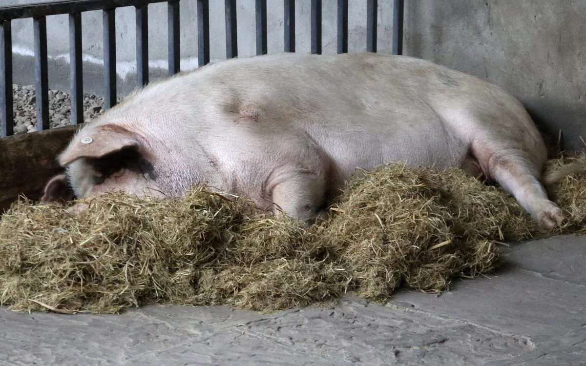2000年湖南老人养出2600斤大猪，直言：养儿不如养猪，令人心酸