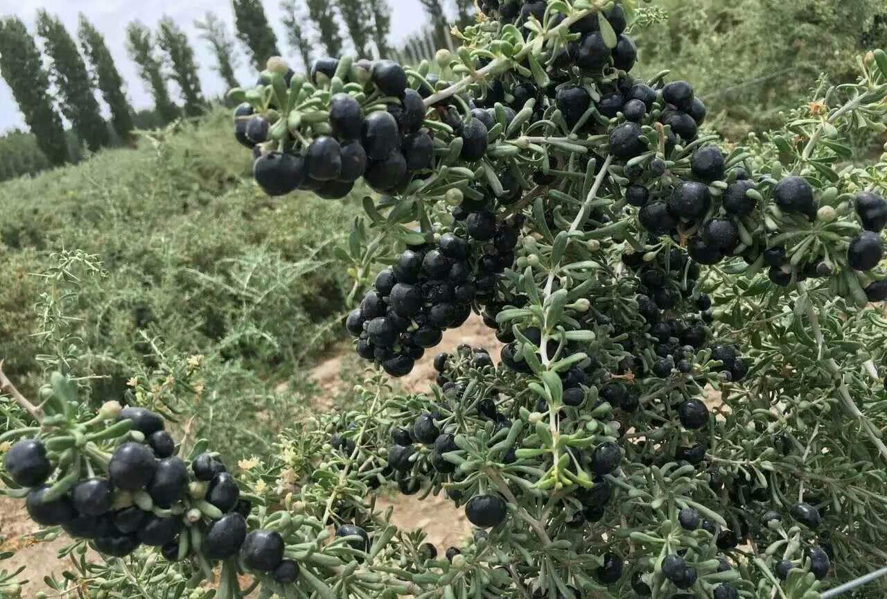 1斤賣1000元的黑枸杞,農民高價購買種苗,種植成功後方知是騙局