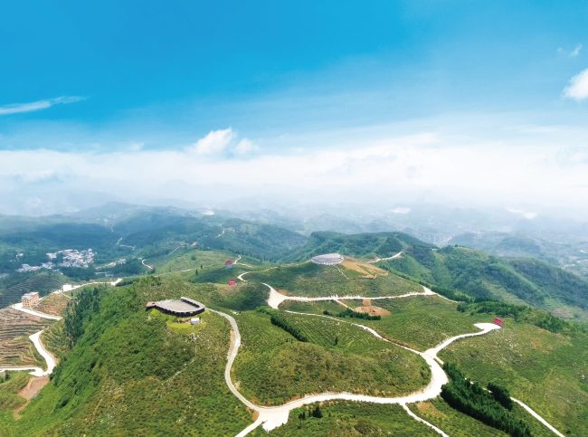 贵州刺梨“三级跳”谱写时代新华章