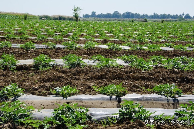 种西瓜技术传授（专业指导，西瓜种植的方法和技术）