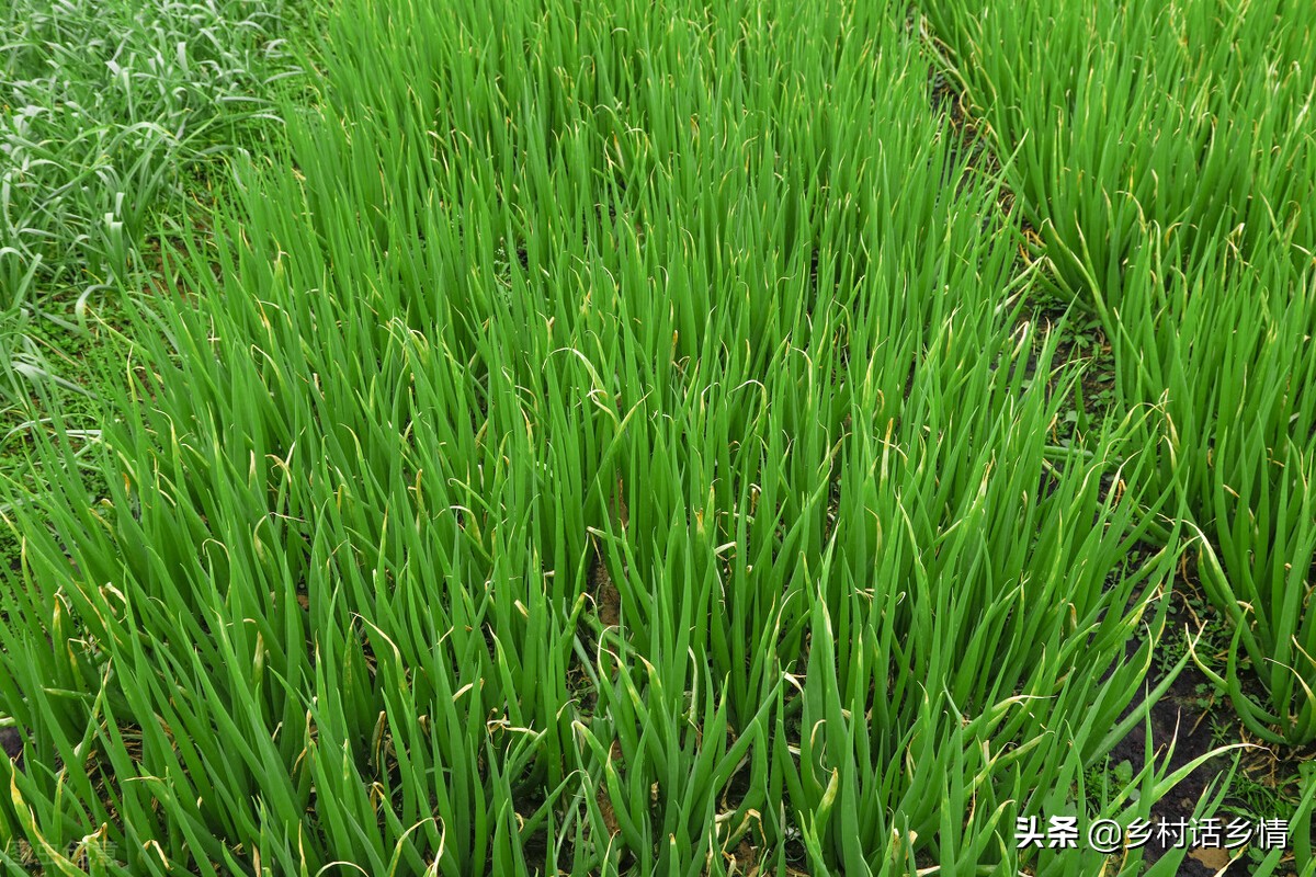 2022年种植什么蔬菜能赚钱，这几种就很好，种植容易产量还高