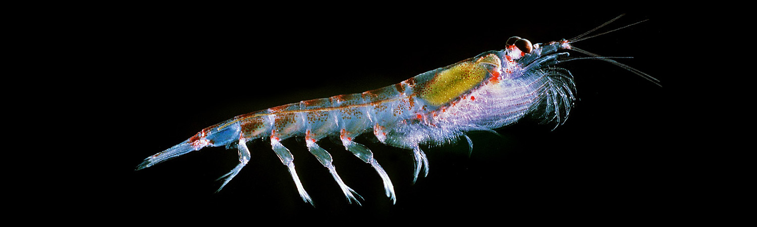 十亿吨“海上金矿”，疯狂繁殖的磷虾，为何没成为人类的美食？