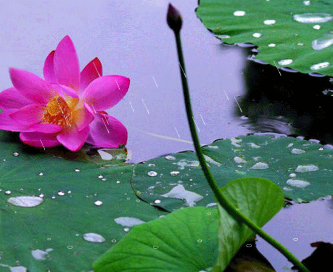 荡漾起满池的温柔~~西山这些地方已被荷花宠坏了！