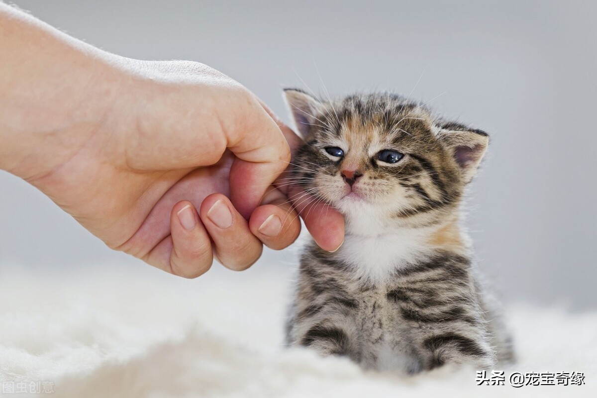 猫竟然对我说话，能听懂吗？不同的猫叫声代表什么含义？