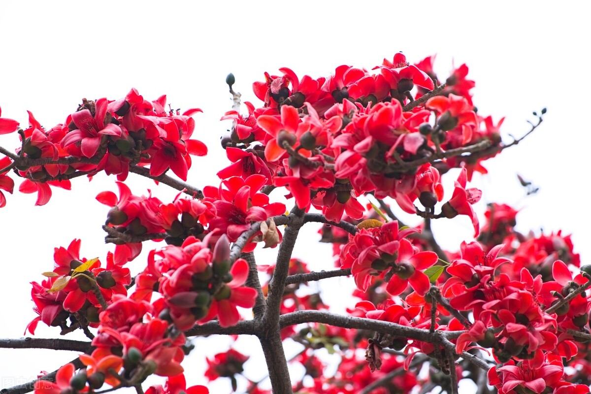 木棉花为什么叫英雄花（揭秘其中的根本原因）