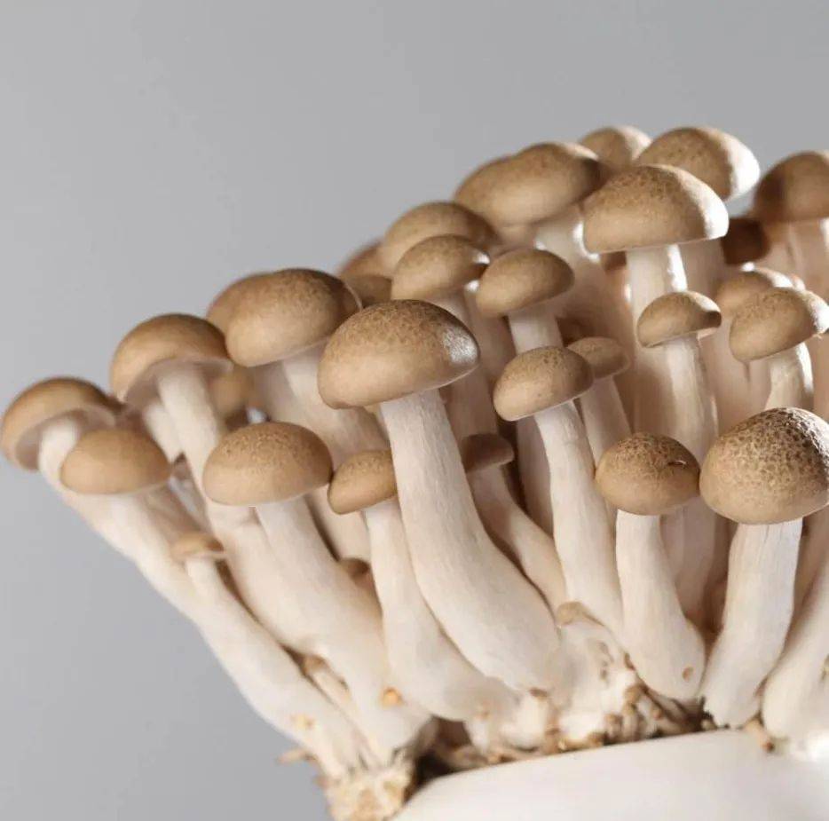 带你认识常见的16种菌菇