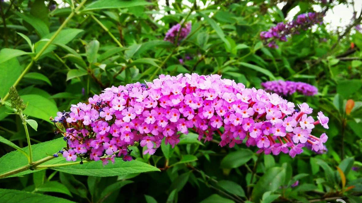 马钱子图片(农村野草有毒性) - 赤虎壹号