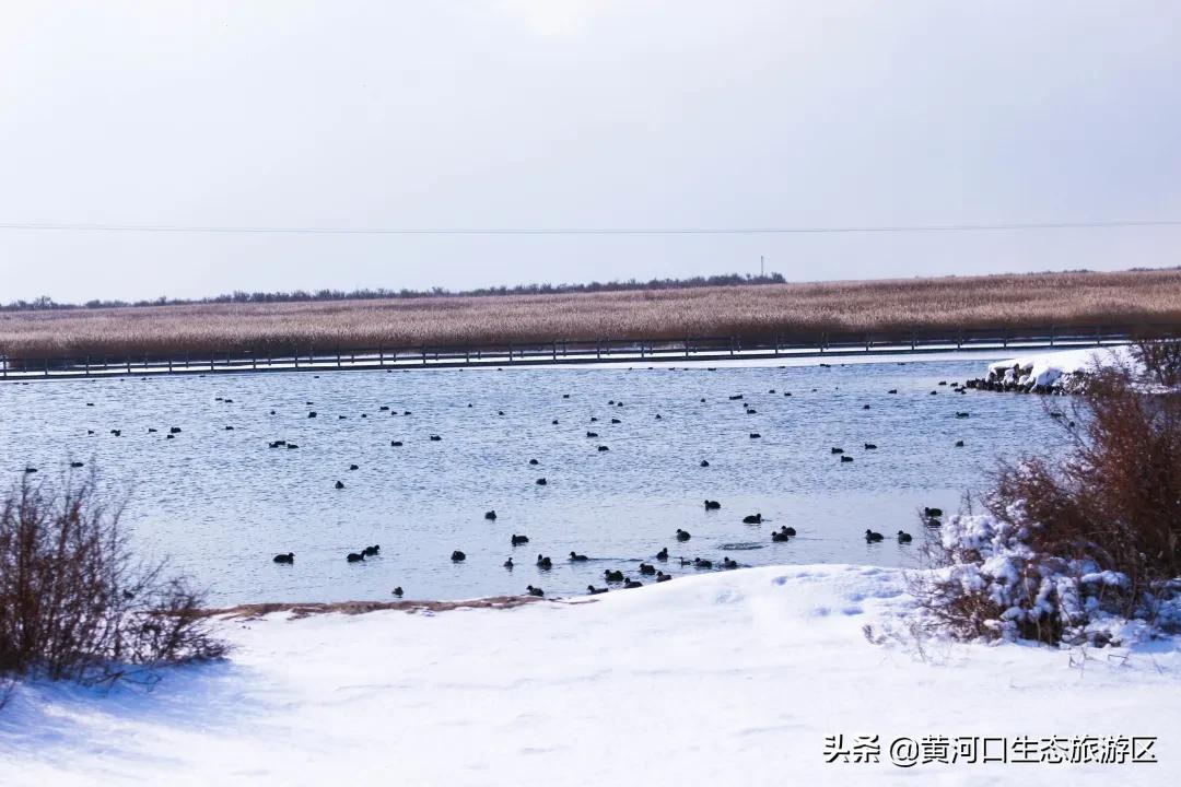 【黄河口生态旅游区】初雪悄临 静谧美好