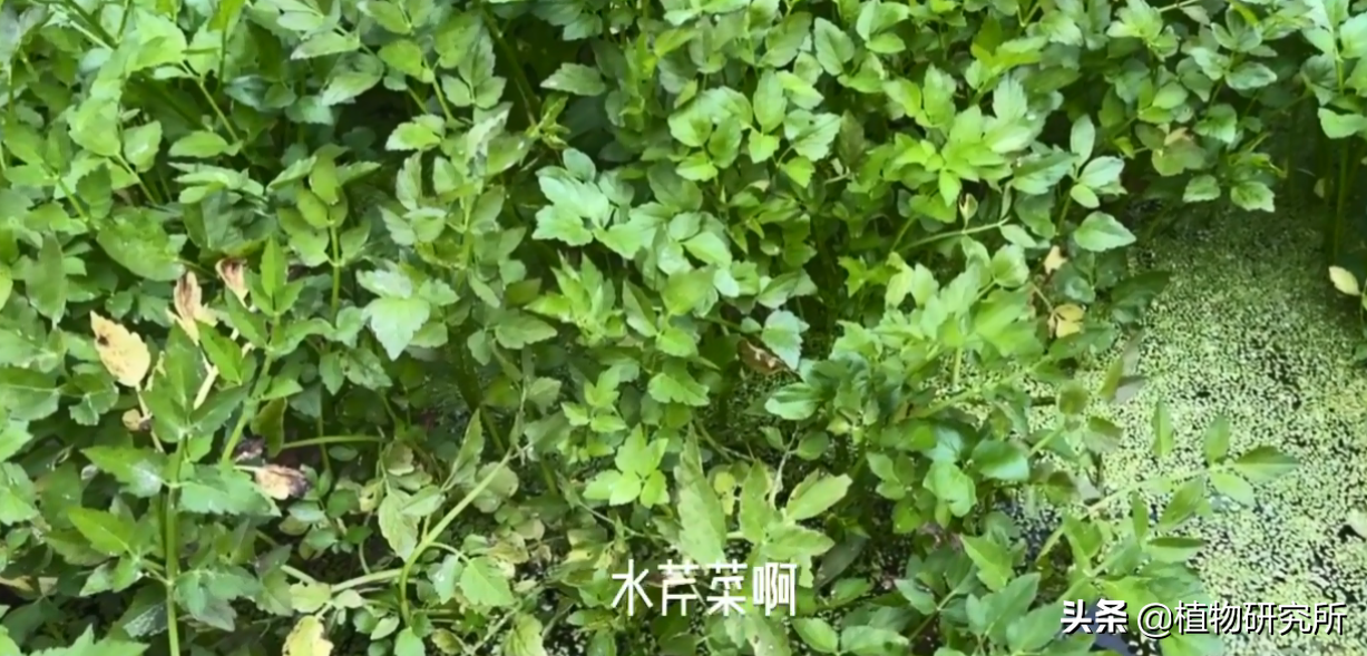 水芹，中国人最早吃到的芹菜 但千万别采到以假乱真的“毒芹”