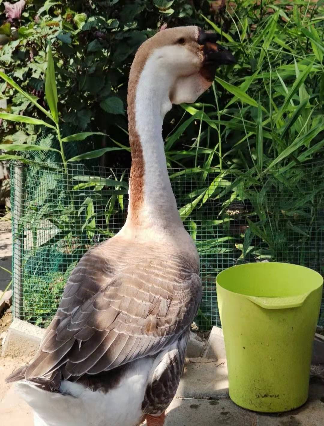 世界最大的"鹅王",体重近40斤,老饕:品种优良,味道优秀