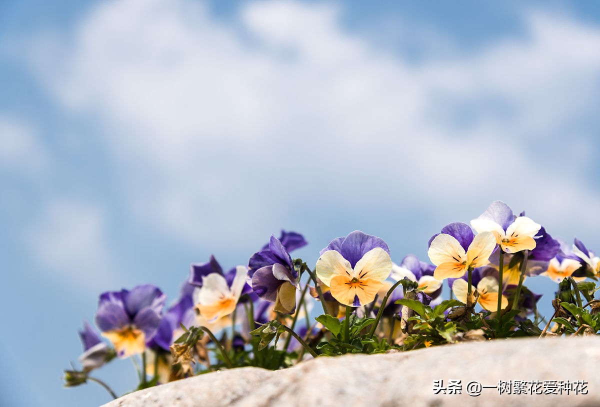 北方可以露地越冬的宿根花卉（30种不同宿根花卉盘点）