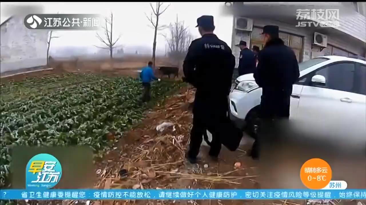 盐城滨海：&ldquo;惊牛&rdquo;乱窜伤人 特警果断击毙除隐患