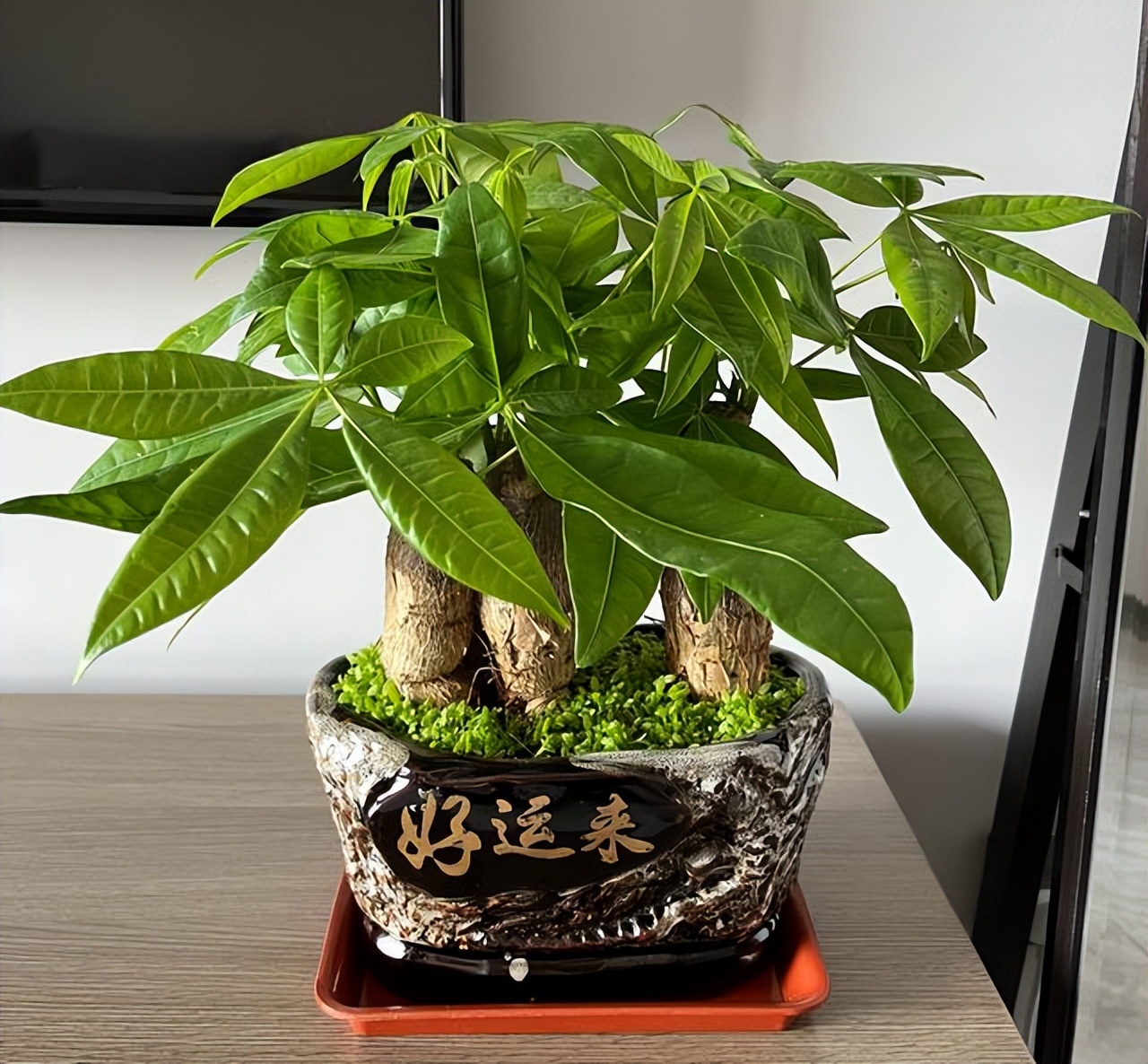 想在家里养发财树,摆放方位有"大讲究",可别不当一回事