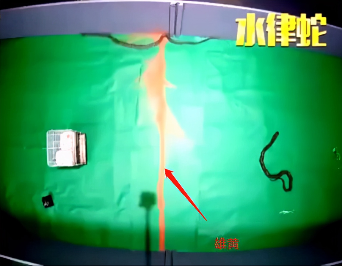 蛇怕什么？央视证明蛇不怕雄黄，风油精、蒜末驱蛇效果都比雄黄强