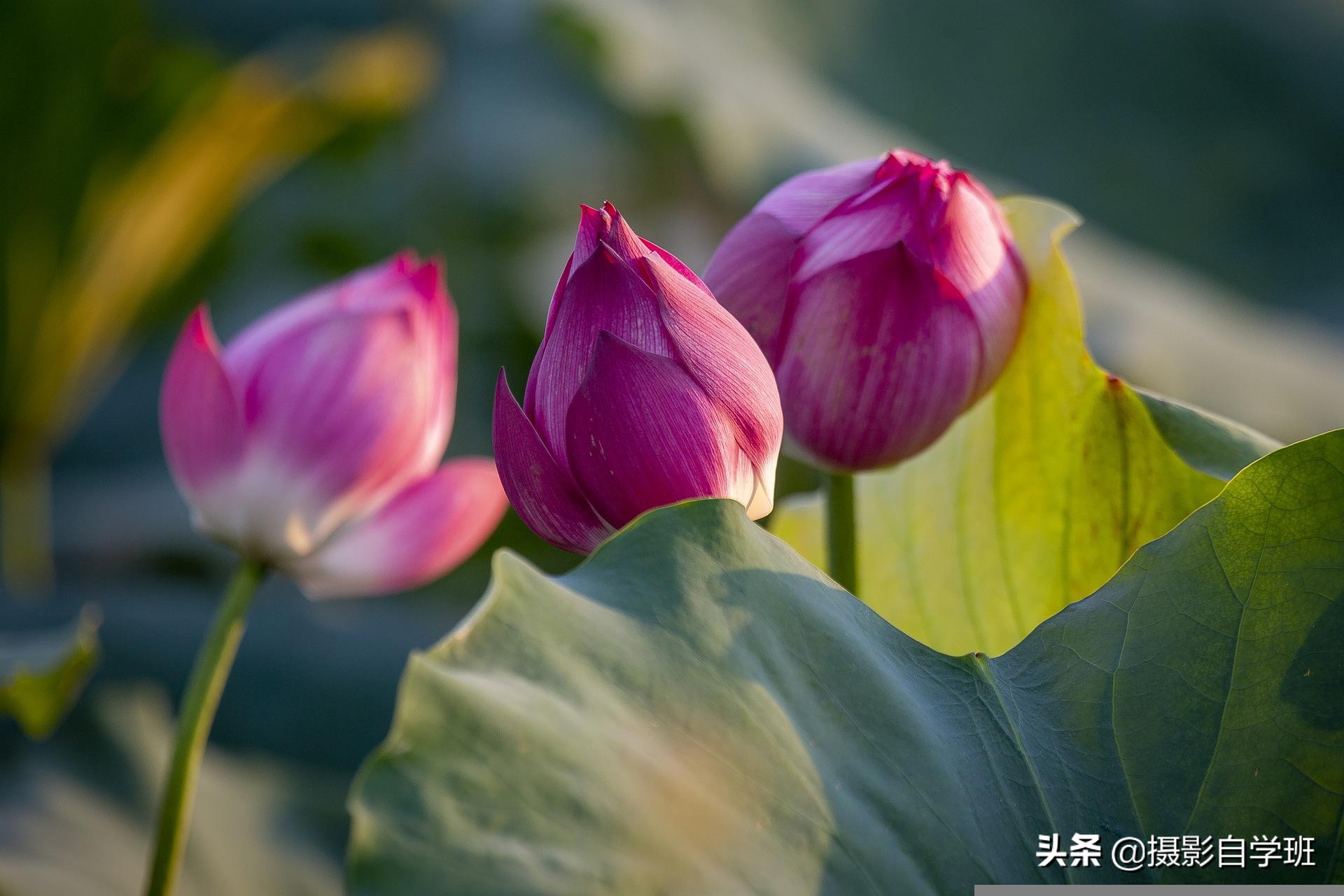 荷花摄影10个构图技巧，拍荷花用对构图，事半功倍