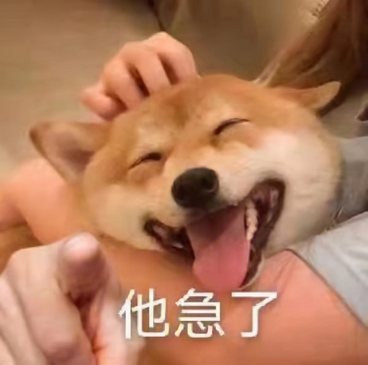 给马斯克规划了当全职网红的几个方向