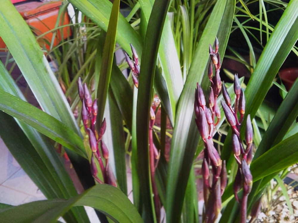 名贵兰花品种及价格及图片大全(岁末一支兰) - 赤虎壹号