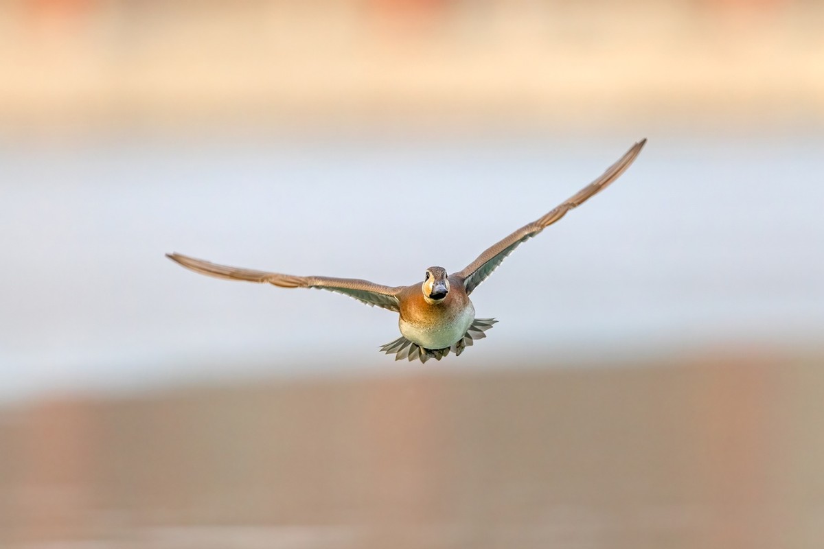 以热爱为名发现自然之美 那些野性瞬间背后的故事