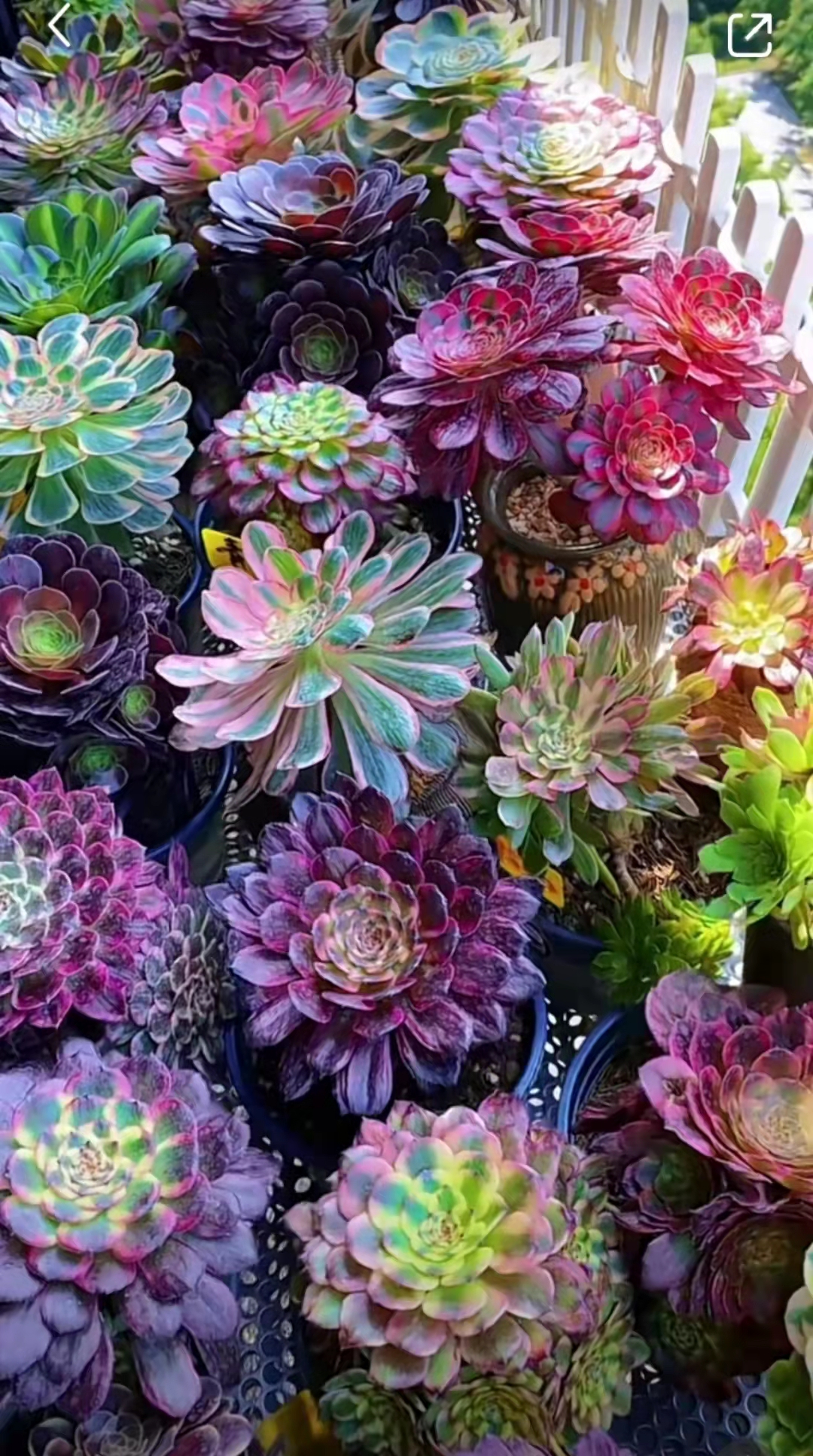 女子阳台种满100多盆法师多肉 美得像油彩画 网友 满眼皆是钱 天天看点