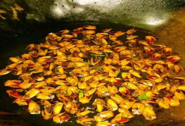地球上十大“臭气熏天”的动物，一个屁的威力能波及方圆八百米