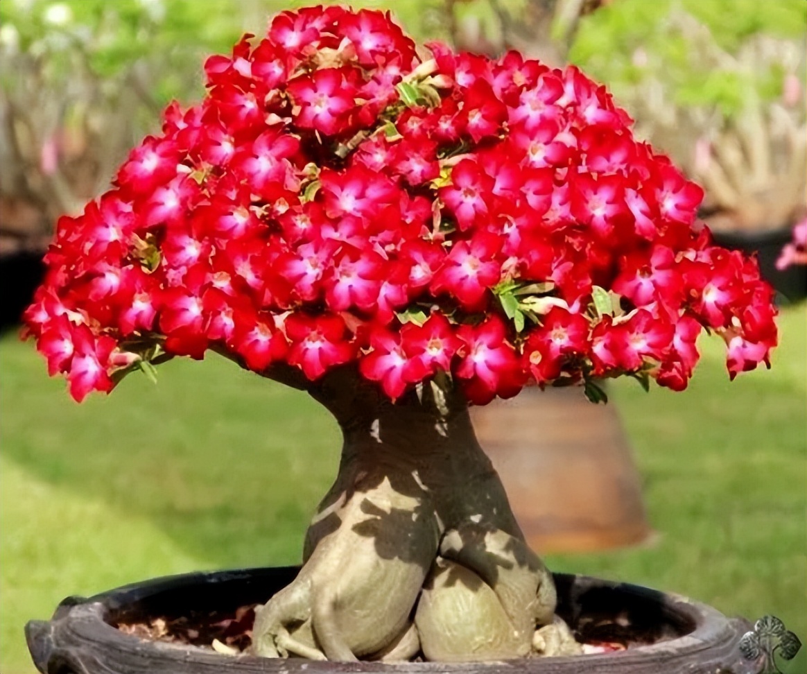 19个品种的太阳花图片(10种) - 赤虎壹号
