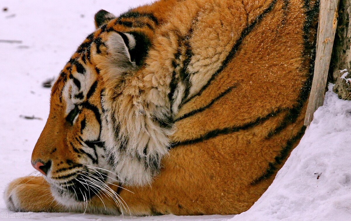 虎年说虎，十首猛虎诗词，百兽之王，亦有儿女情长