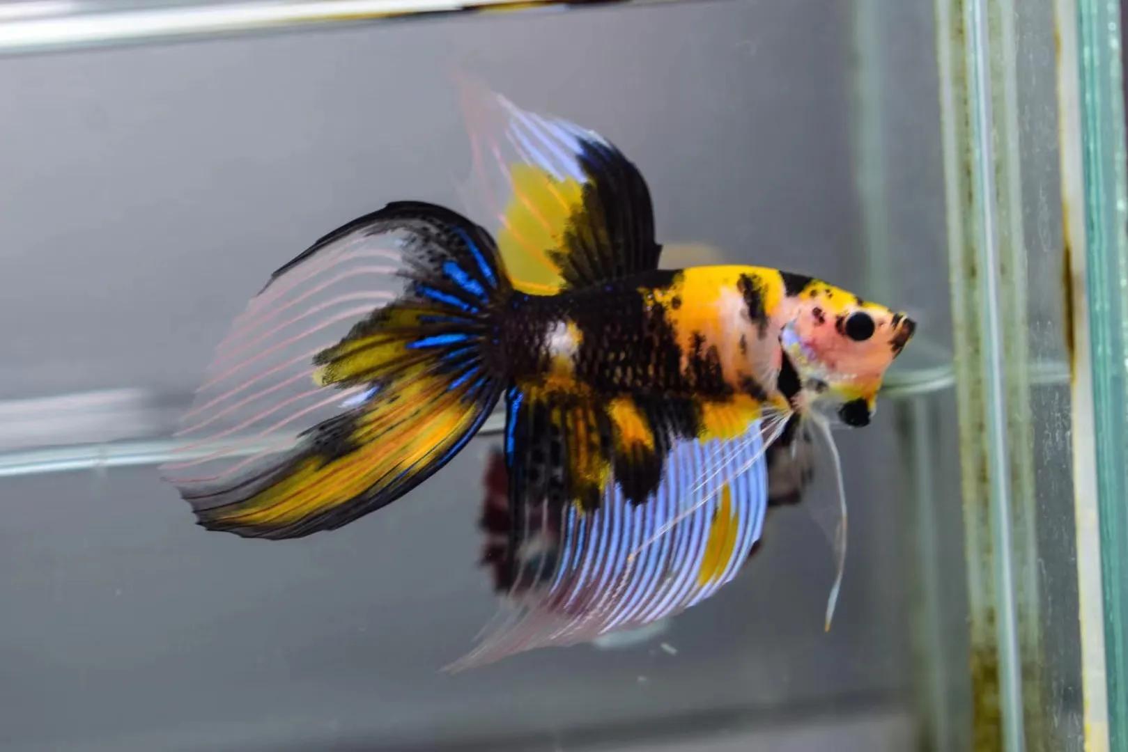 泰国斗鱼品种简介1马尾斗鱼