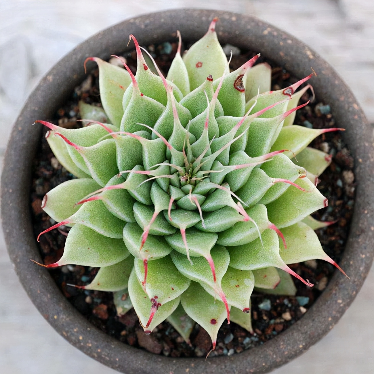 多肉植物介绍(100种多肉图鉴,比花还美,你认识几种?