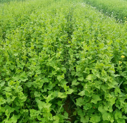 被遗忘的粮食作物苦荞麦:曾贵为"五谷之王",如今却很少人认识