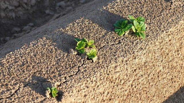 第13期/种植马铃薯千万别做这11项，80%产量都不高