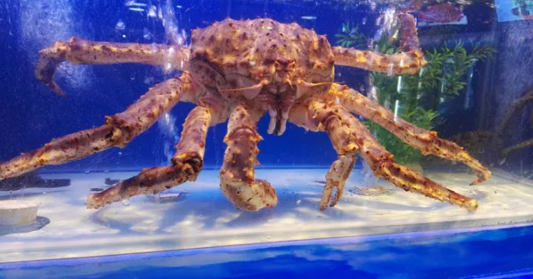 帝王蟹一只多少钱帝王蟹有多可怕