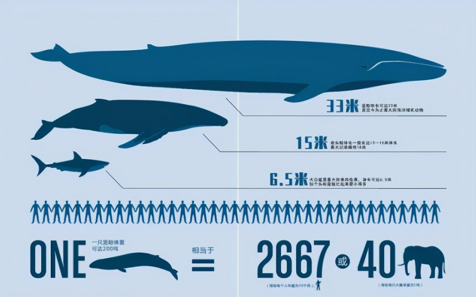 蓝鲸有多大(蓝鲸究竟有多大？地球上有史以来，最大的生物是什么？)