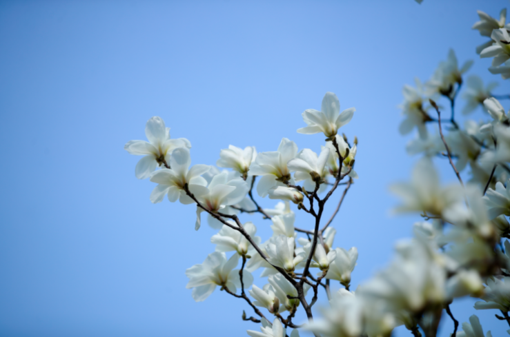高清大图预警！北京高校“绝美”春景放送，随手一拍就是壁纸！