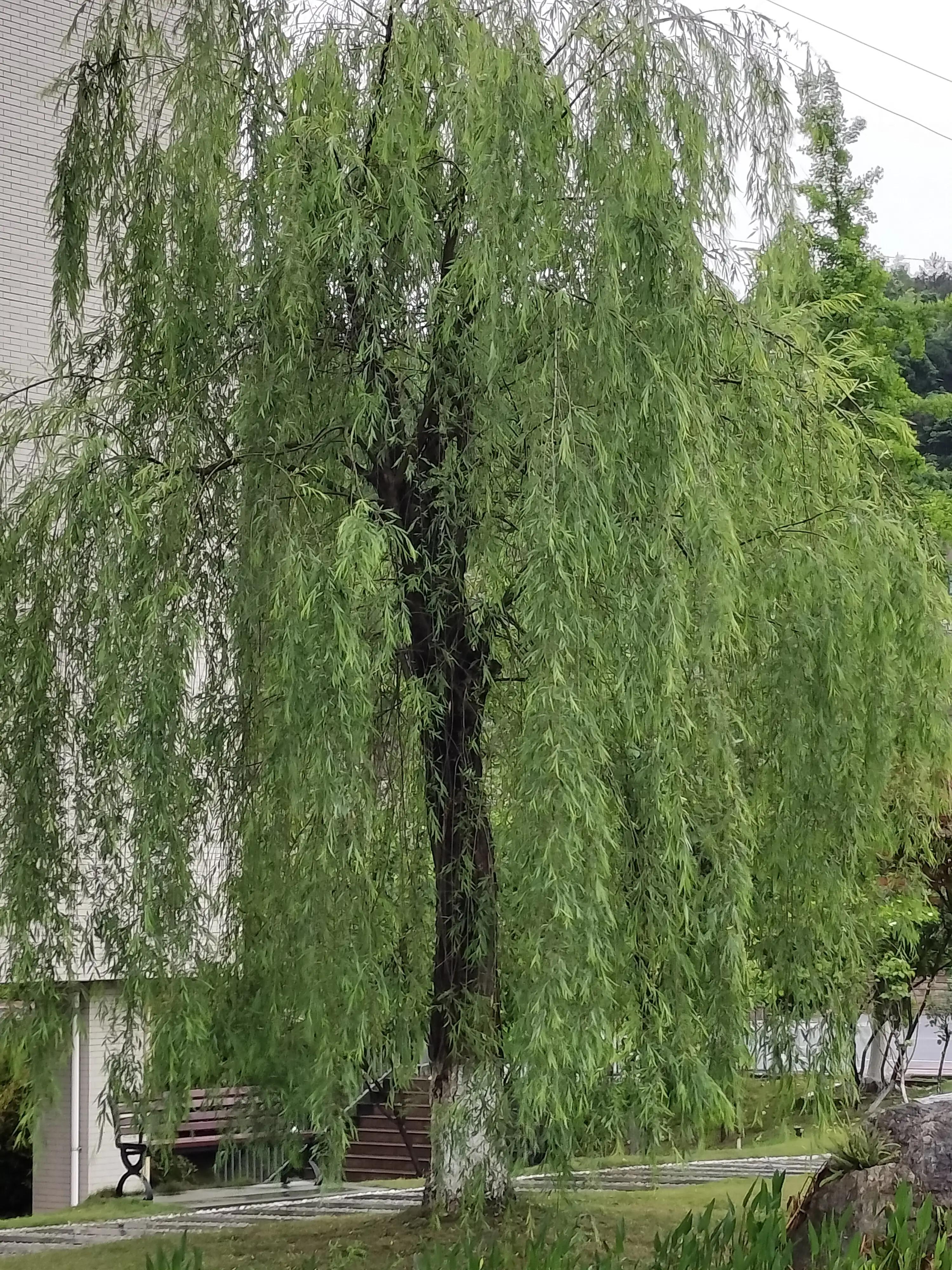 夏日校园限定，雨中的风景