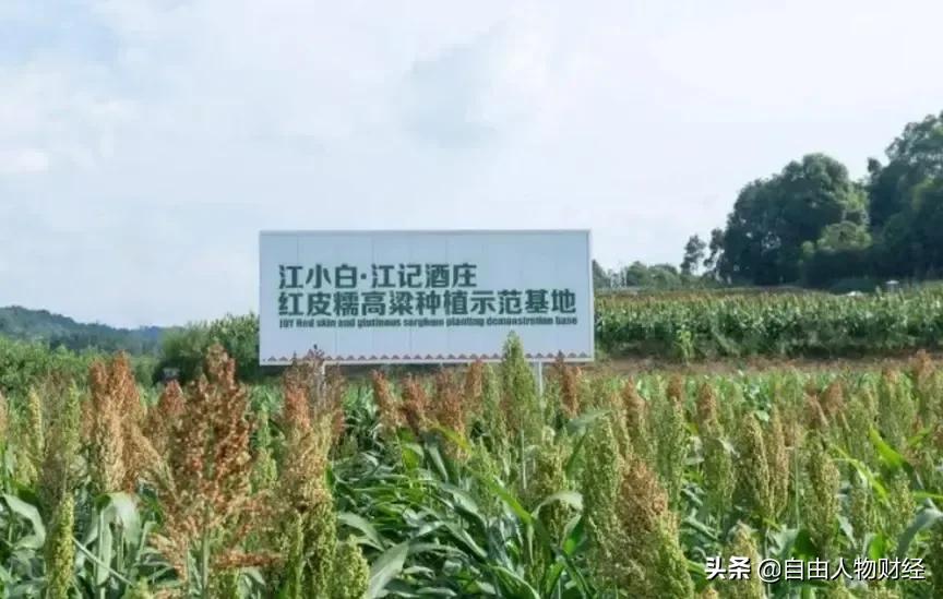 白酒界的一匹黑马，打开年轻人的白酒市场，今为何卖不动了？